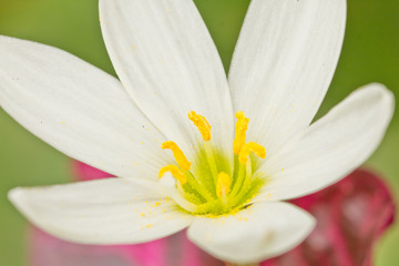 Beautiful White flower