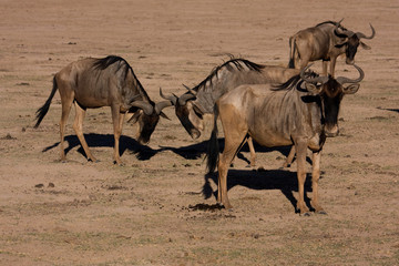 Fototapeta premium Gnus