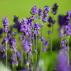 Lavendel in de lente