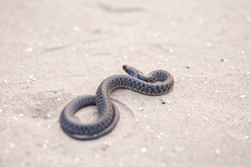 Brown snake rising up off sand