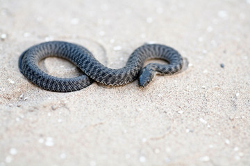 Fototapeta premium black snake on sand