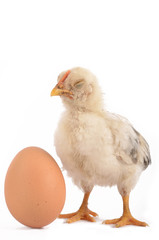 Chick sleeping by an egg
