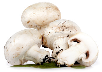 Champignon freschi