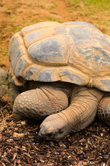 Aldabra Giant Tortoise