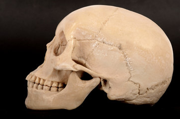 Skull Right View