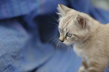 Cute Kitten