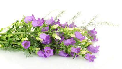 blue bell flowers isolated on white