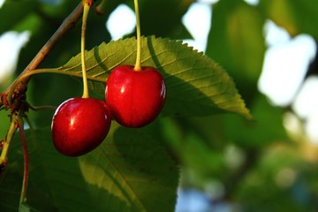 kirschen im sonnenschein II