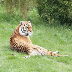 Siberian or Amur tiger