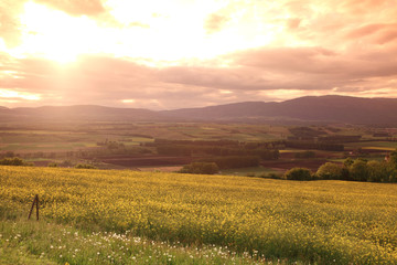 Fototapeta premium sunset landscape, meadow in swiss alps