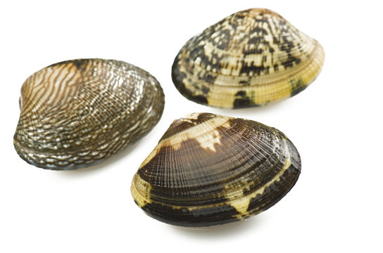 Clam raw  
