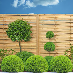 buis taillé devant des claustras