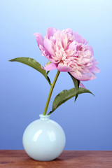 Pink peony in vase on wooden table on blue background