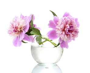 pink peonies flowers in vase isolated on white