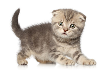 Obraz premium Scottish Fold kitten on white background