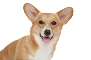 Welsh corgi Pembroke portrait
