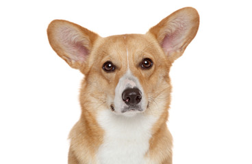 Welsh corgi Pembroke