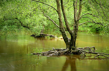 flooded woodland