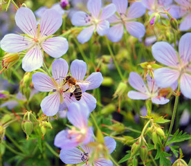 Bee in Flowers
