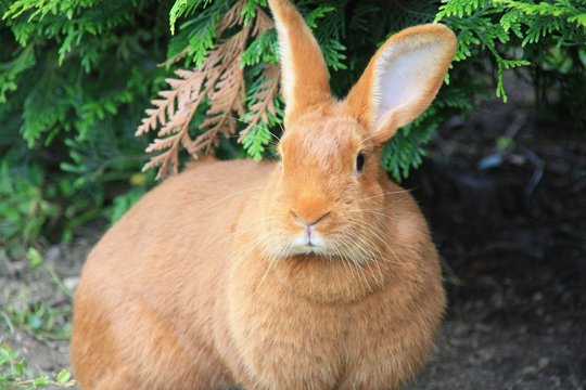 Lapin de ferme lapine promenade beige marron le plus beau