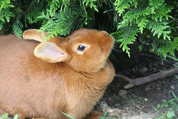 Lapin de ferme lapine promenade beige marron le plus beau © Stibat Studio