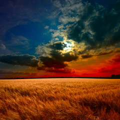 yellow field at the sunset