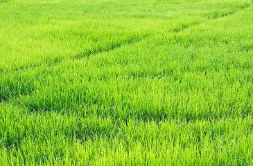 green rice fields