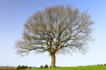 Lonely oak teree
