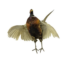 Ring-necked Pheasant isolated