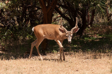 Californian Black-tailed buck