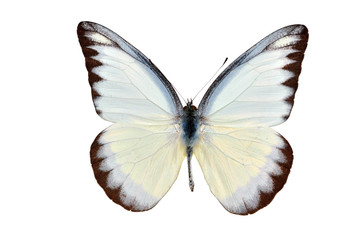 Obraz na płótnie Canvas Motyl żółty zauważył na białym tle