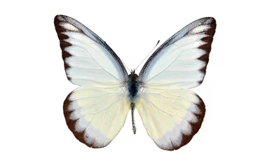Crédence de cuisine en verre imprimé Papillon butterfly yellow spotted isolated on white background