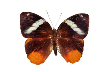 red butterflyisolated on white background