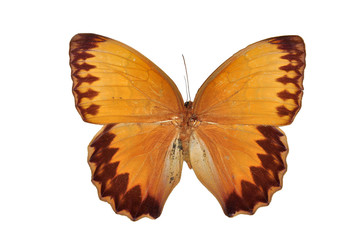 Fototapeta na wymiar Motyl pomarańczowy (Birmy Junglequeen, Stichophthalma Louisa