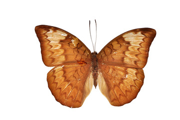 Brown butterfly isolated on white background
