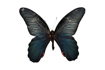 Black butterflies isolated