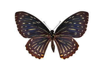 Fototapeta na wymiar Purple butterflies isolated