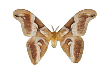 Macro Attacus Atlas, Moth butterfly isolated