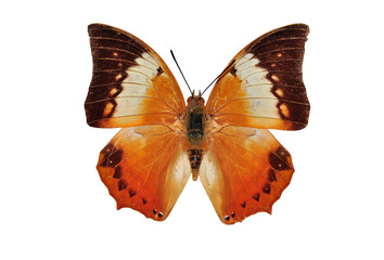 Red butterfly (The Tawny Rajah, Charaxes bernardus hierax)