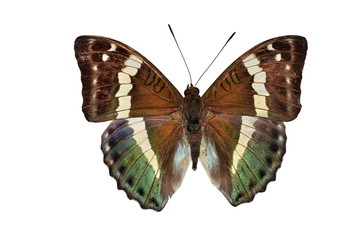 green butterfly (Euthalia franciae, French Duke) Isolated