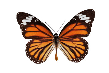 Fototapeta na wymiar Pojedyncze motyl monarcha