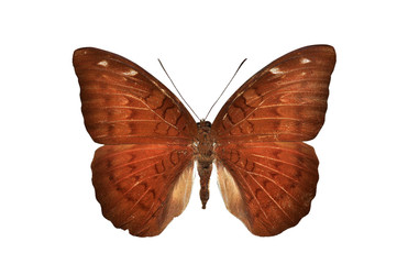 Fototapeta na wymiar Brown Motyl samodzielnie na białym tle