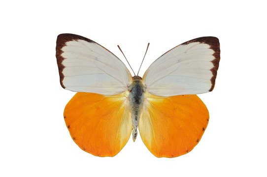 Orange and white butterfly isolated on white background