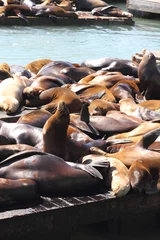 Zelfklevend Fotobehang Sea lions at Pier 39, San Francisco © Videowokart