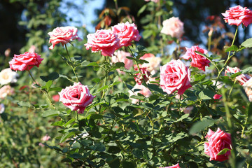 Roses in garden .