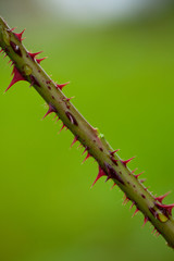 Naklejka premium rose thorns