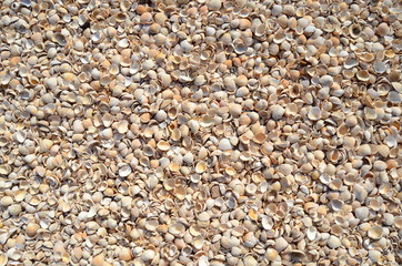 An Abstract Background Texture Of Sea Shells