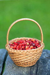 Fototapeta na wymiar wild strawberries in a basket