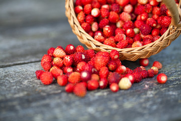 wild strawberries in a basket