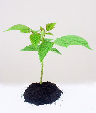 jeune plant de  framboisier